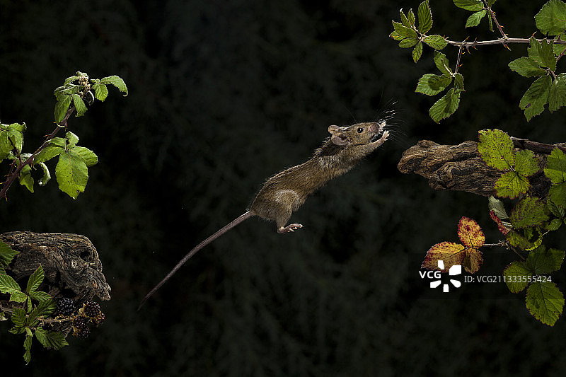 西班牙，夜间从一根树枝跳到另一根树枝上的木鼠图片素材