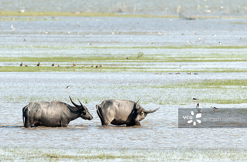 在水中的水牛(Bubalus bubalis)，泰利诺，巴塔隆，泰国图片素材