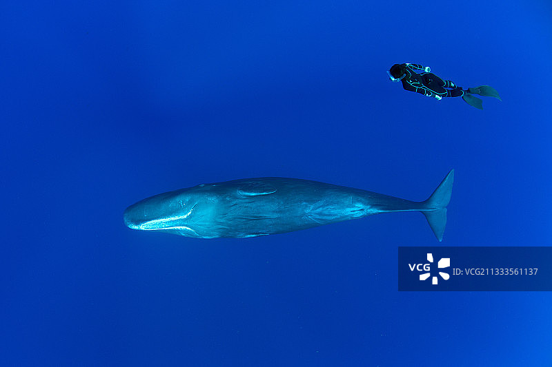 自由潜水者与年轻的抹香鲸游泳。脆弱的自然保护联盟(IUCN)。抹香鲸是齿鲸中最大的。众所周知，抹香鲸会潜到1000米深的地方寻找鱿鱼吃。图片拍摄于多米尼加，加勒比海，大西洋。这张照片是在W-2°351/12的许可下拍摄的。图片素材