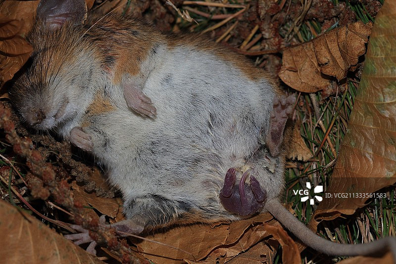 长尾田鼠(森林姬鼠)，雌性，分娩和哺育幼鼠，法国图片素材