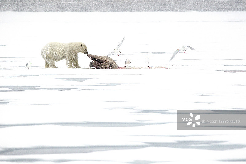 北极熊在吃海象，斯匹次卑尔根群岛，斯瓦尔巴特群岛，挪威，北冰洋图片素材