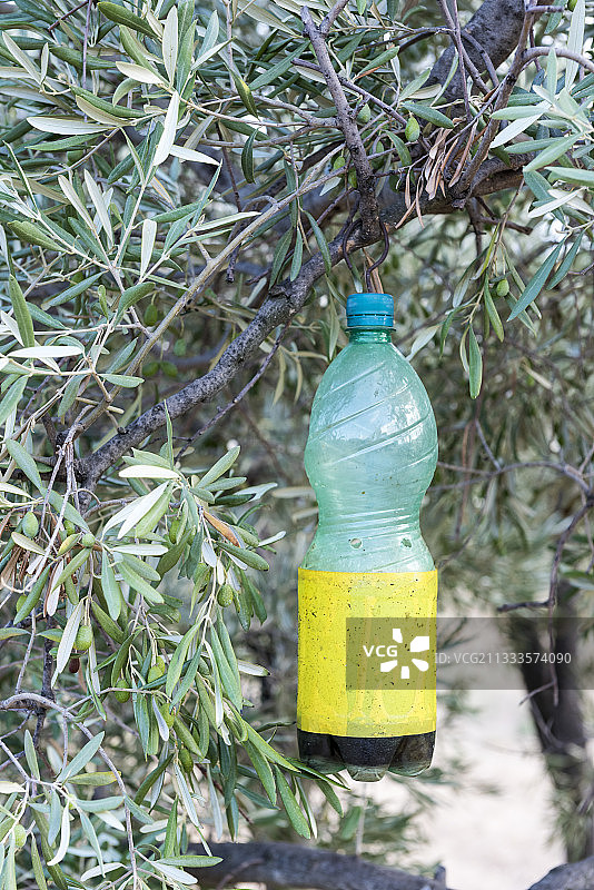 法国普罗旺斯，阿尔皮勒斯，橄榄树丛中的橄榄果蝇捕蝇器图片素材