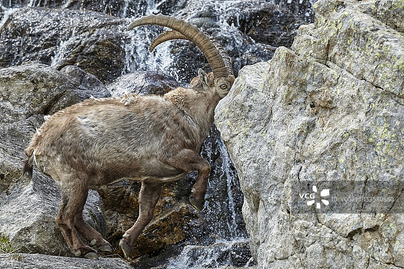 阿尔卑斯野山羊(卡普拉野山羊)穿越急流，Mercantour，国家公园，阿尔卑斯，法国图片素材
