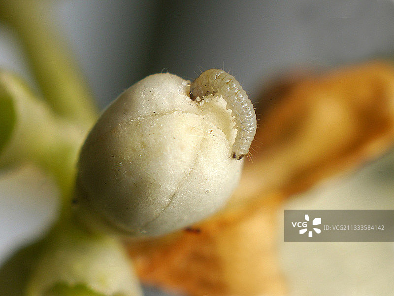一种橄榄蛾毛虫(橄榄蛾)从橄榄花蕾中渗透的开始图片素材