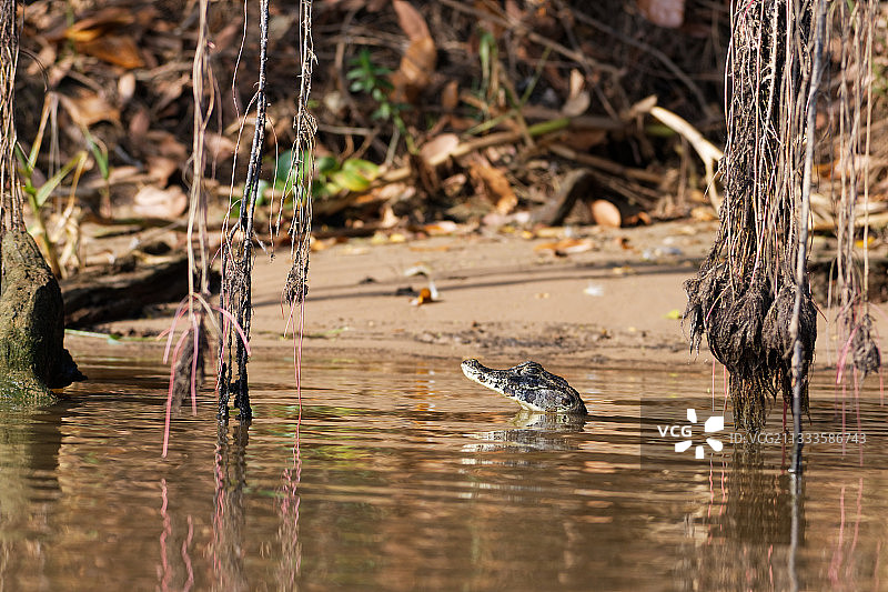 巴西潘塔纳尔(Pantanal)水中的凯门鳄图片素材