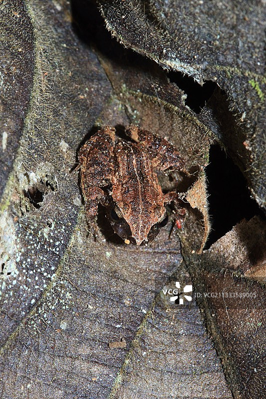 Stejneger的雨蛙(stejnegerianus)，哥斯达黎加图片素材