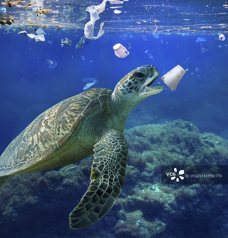 海龟在吃一个洗涤剂泡沫塑料杯。泰国-合成图像。合成图像图片素材