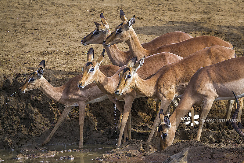普通黑斑羚，克鲁格国家公园，南非图片素材