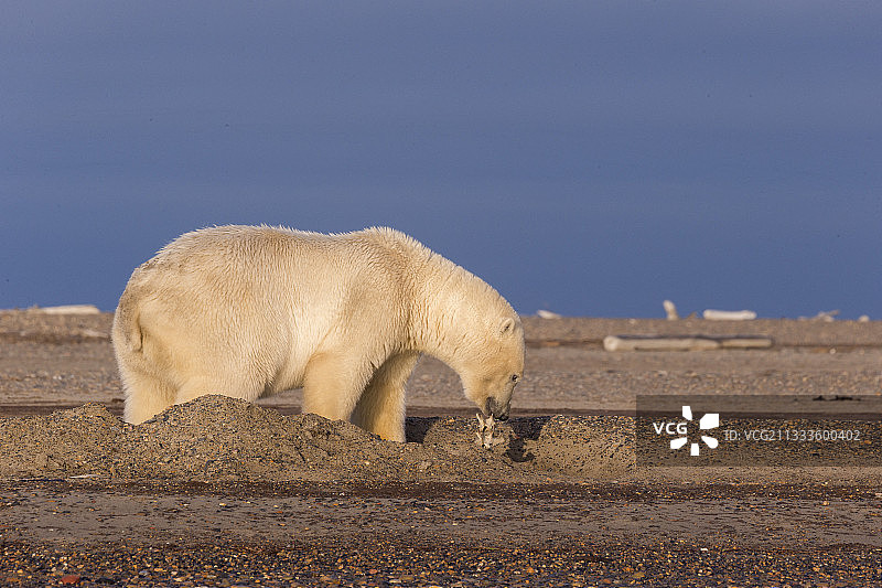 北极熊(Ursus maritimus)沿着卡克托维克外的屏障岛。每年秋天，北极熊(Ursus maritimus)聚集在阿拉斯加北极国家野生动物保护区(Arctic National Wildlife Refuge)北边缘的卡克托维克附近图片素材