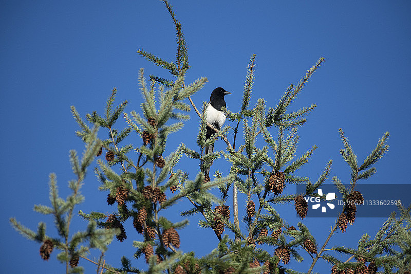 欧亚喜鹊(异食癖)，栖息在一棵云杉上，法国洛林图片素材