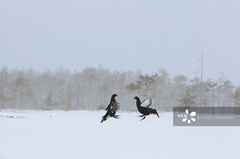 黑松鸡在一个多雪的沼泽里战斗图片素材