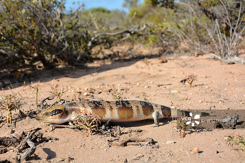西部蓝舌蜥蜴(Tiliqua occipitalis)， Kalbarri国家公园，西澳大利亚州图片素材