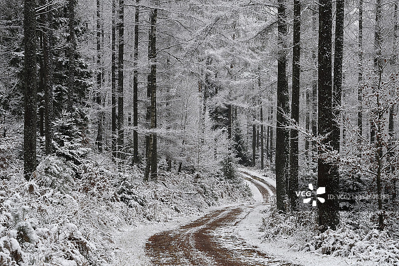 法国孚日冬季森林小径上的落叶松图片素材