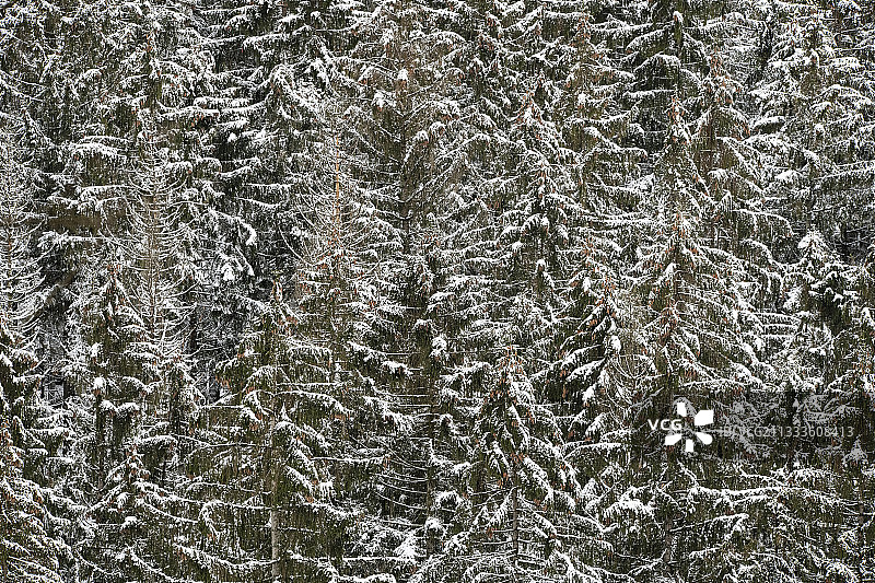 挪威冬天的云杉(云杉)林，孚日，法国图片素材