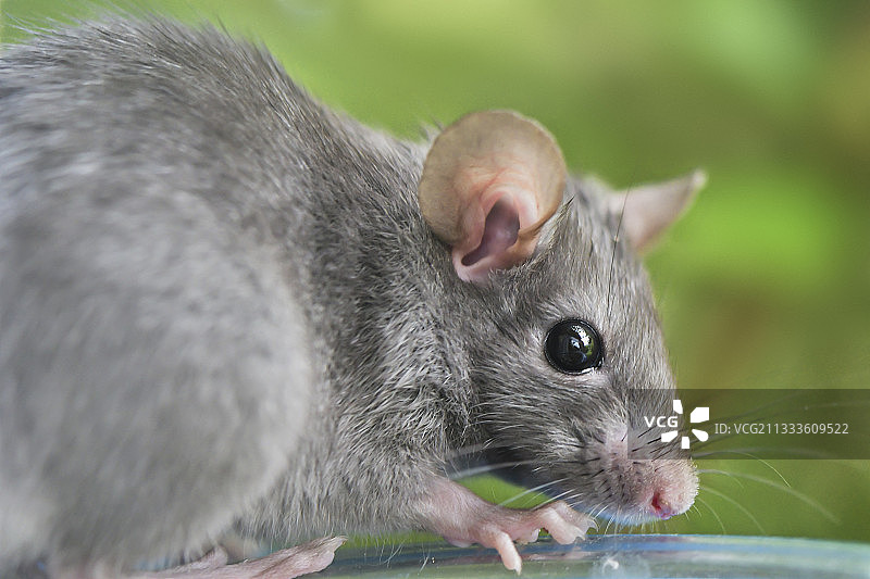 在法国奥弗涅一所乡村房子附近的喂鸟器上的年轻黑鼠(Rattus Rattus)。其他法语名字:Rat des grenier或Rat des champs图片素材