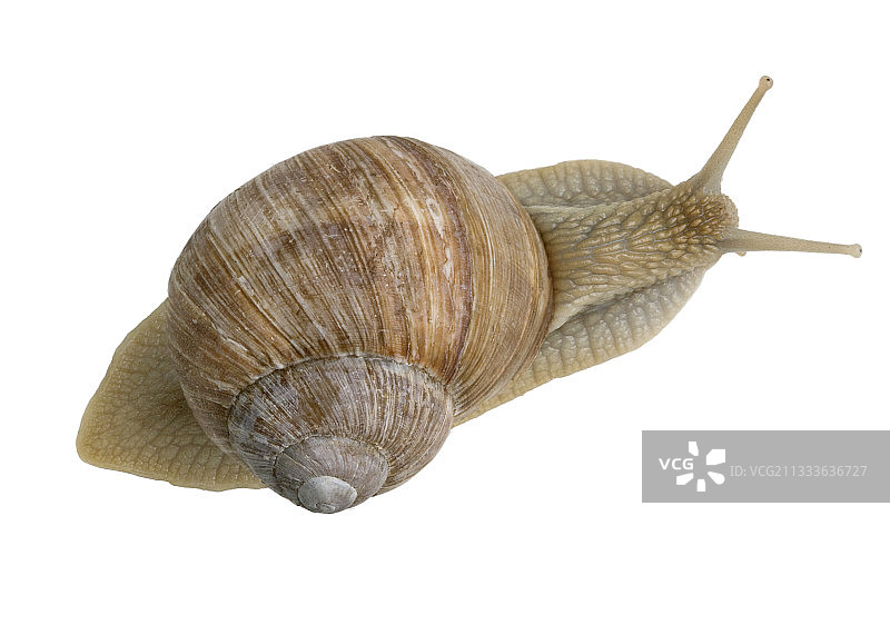 勃艮第蜗牛酒(Burgundy Snail)的顶级镜头图片素材