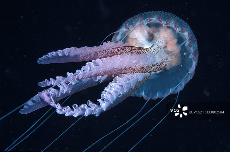 地中海淡紫色刺水母的刺激性细丝图片素材