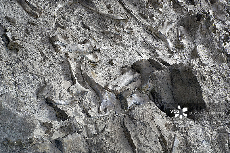 这些骨头保存在河流的沉积物中。恐龙公园。图片素材