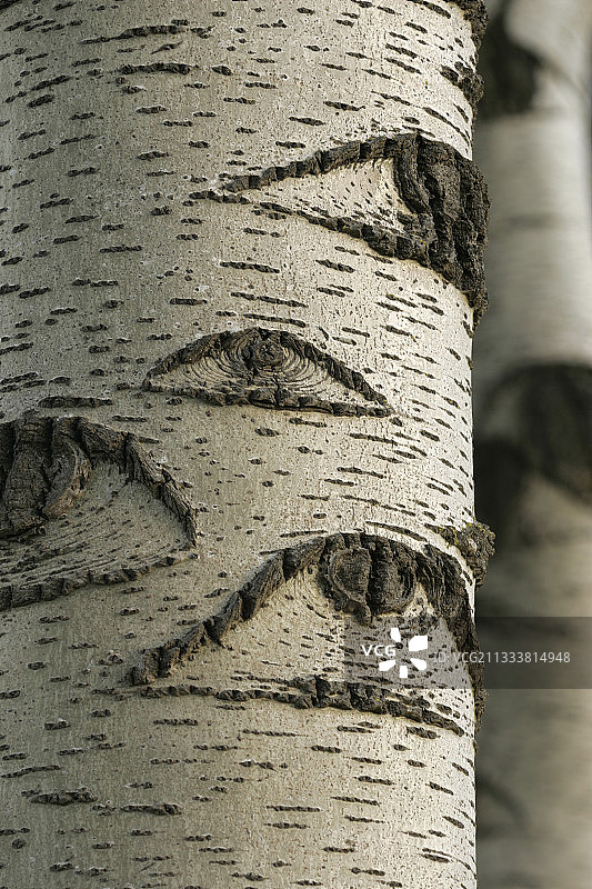 荷兰的一株grisard白杨树的树干图片素材