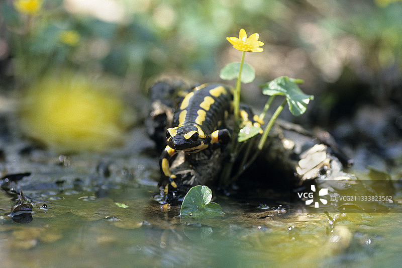 斑点蝾螈去水法国图片素材