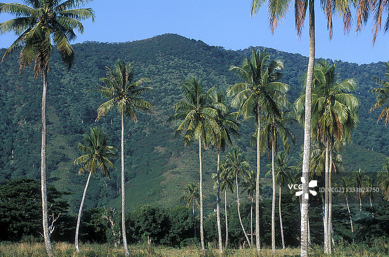 新喀里多尼亚内拉三角洲椰子树下的牧场图片素材