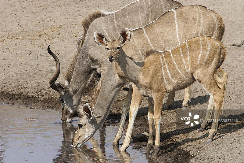 大羚羊一家在伊托沙取水点喝水图片素材