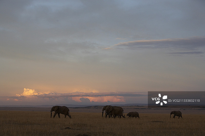 在Masaï马拉肯尼亚保护区的非洲象图片素材