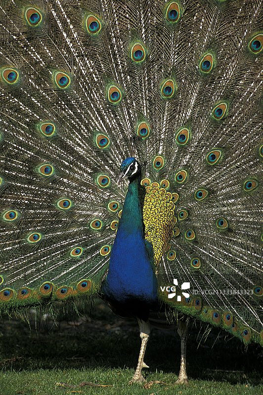 一只雄性蓝孔雀做轮子的肖像图片素材