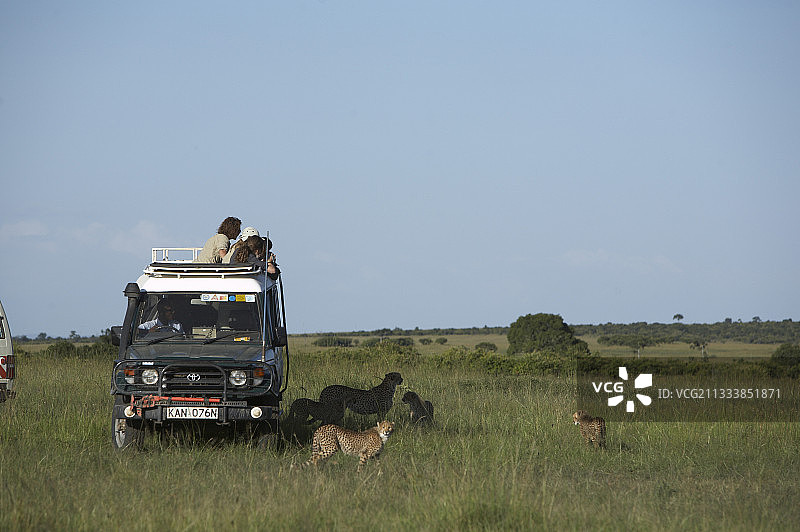 年轻的猎豹6个月和游客马赛马拉肯尼亚图片素材