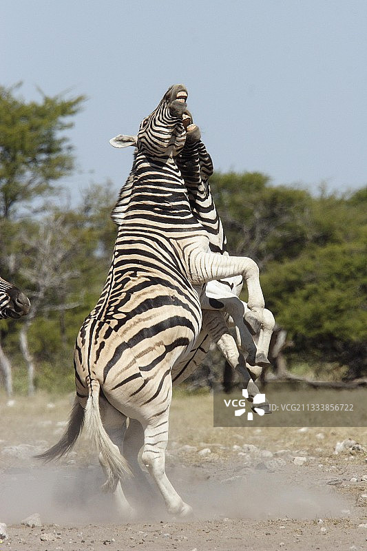 平原斑马雄性与纳米比亚的伊托沙交战图片素材