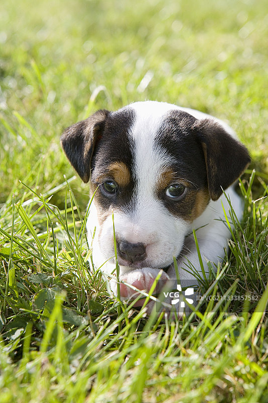 杰克罗素梗的小狗躺在法国的草地上图片素材
