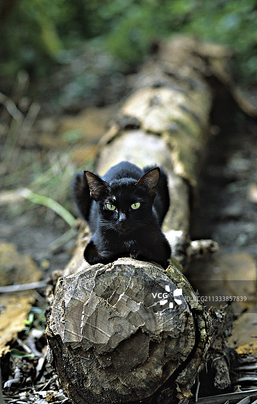 黑猫躺在柬埔寨一棵倒下的树干上图片素材