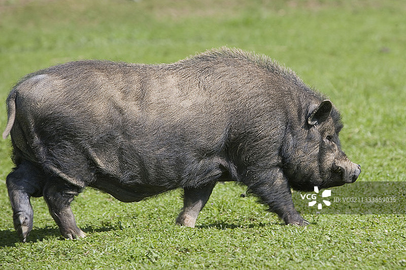 法国草地上的加斯科涅野猪图片素材