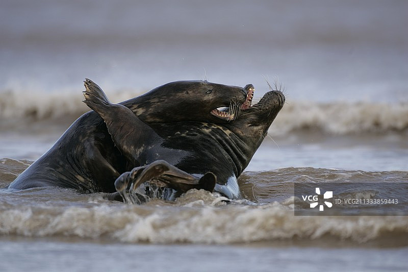 在布里特尼的波浪中，年轻的灰海豹在玩耍图片素材