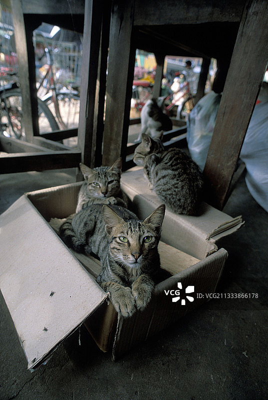 年轻的猫休息在一个纸箱缅甸图片素材