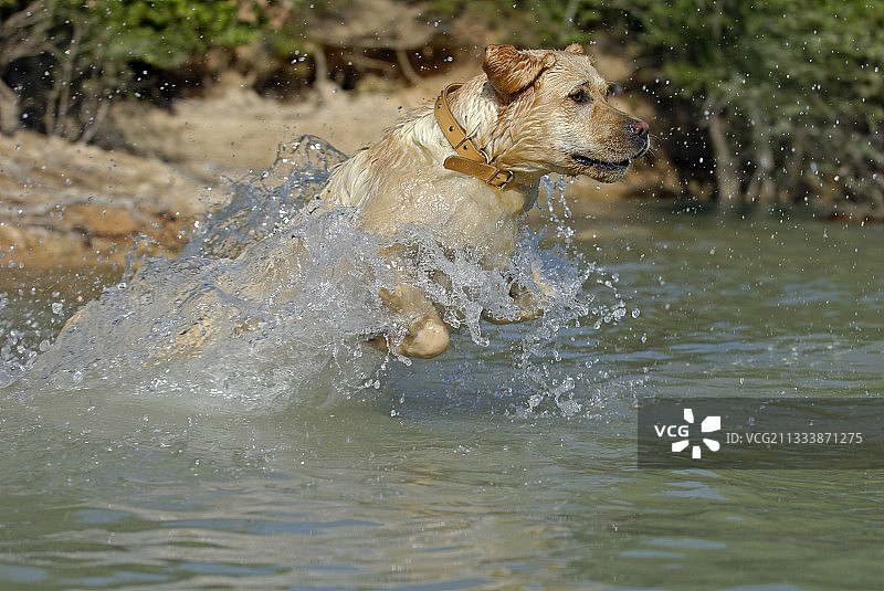 一只拉布拉多寻回犬被扔进法国普罗旺斯的一个湖里图片素材