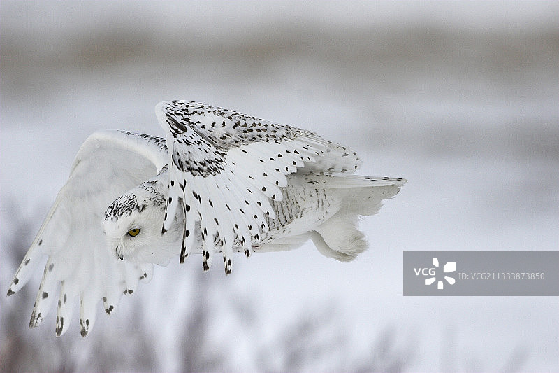 飞在加拿大魁北克寻找猎物的雪鸮图片素材