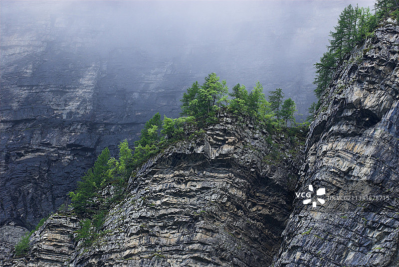 弗雷泽涅尔山谷峭壁上的落叶松图片素材