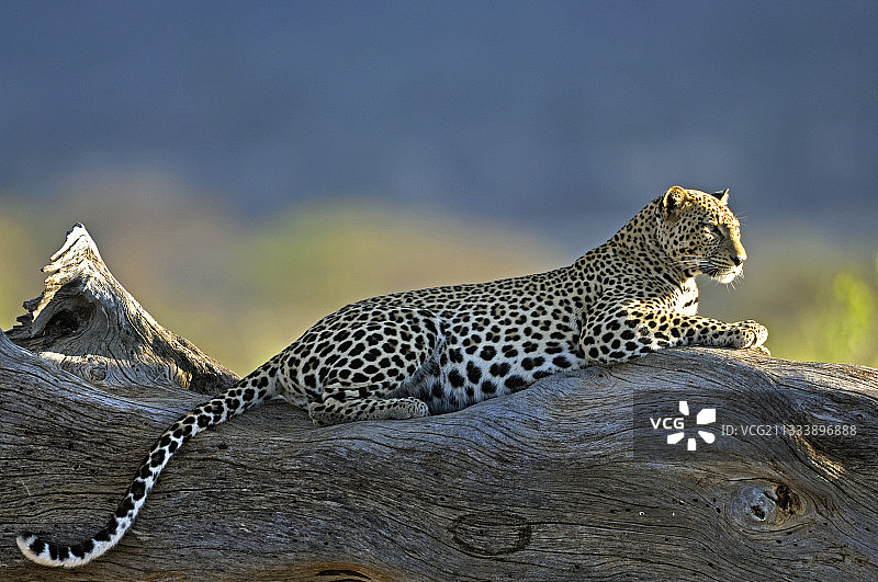 豹躺在肯尼亚的树干上图片素材