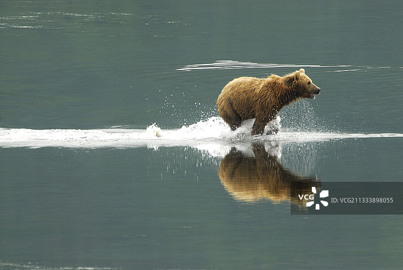 在科迪亚克河上奔跑的阿拉斯加棕熊图片素材