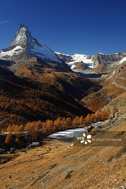 秋天的瑞士马特洪峰山脚下的落叶松森林图片素材