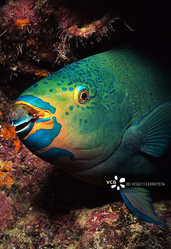 波利尼西亚土阿莫土环礁的丝鳍鹦嘴鱼图片素材