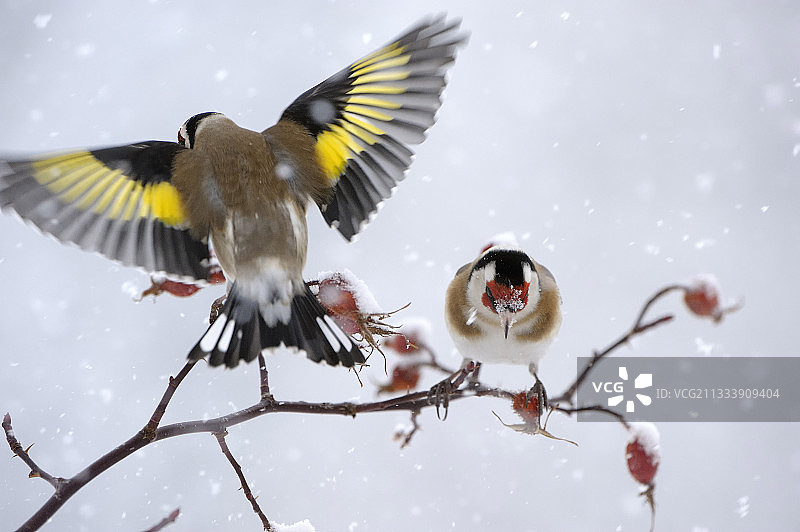 金翅雀落在法国雪下的一棵玫瑰树上图片素材