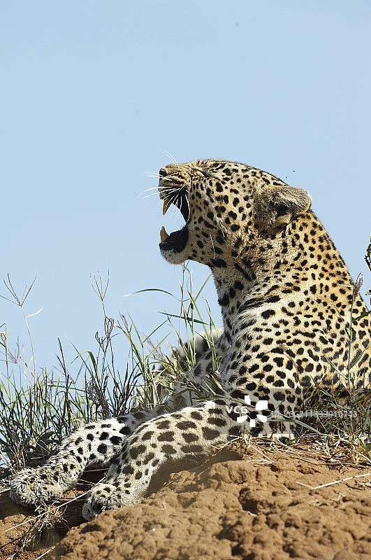 肯尼亚马赛马拉保护区的美洲豹打哈欠图片素材