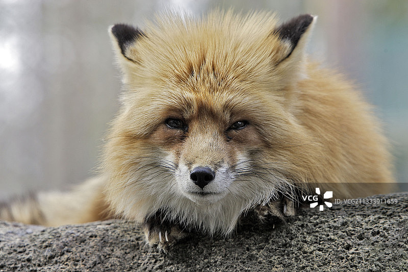 红狐芬兰拉努阿的肖像图片素材
