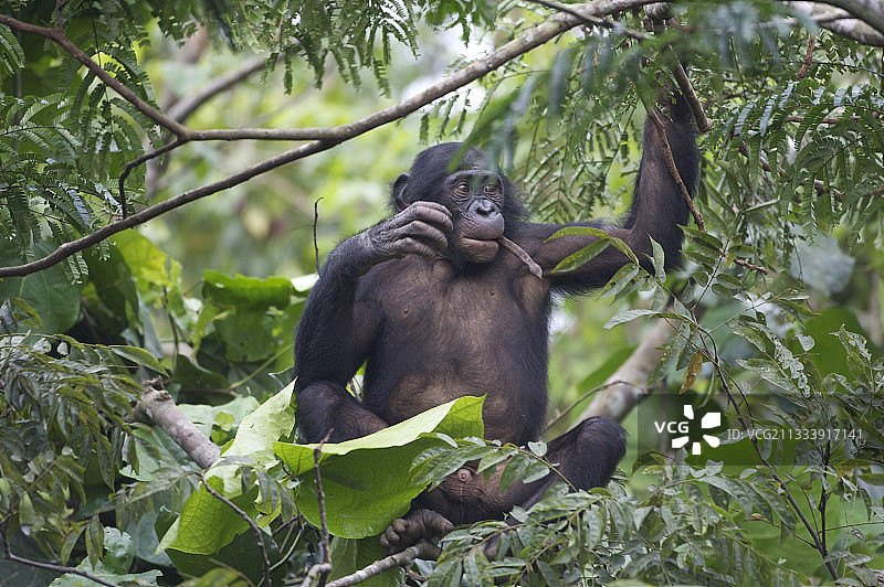 树上的倭黑猩猩图片素材