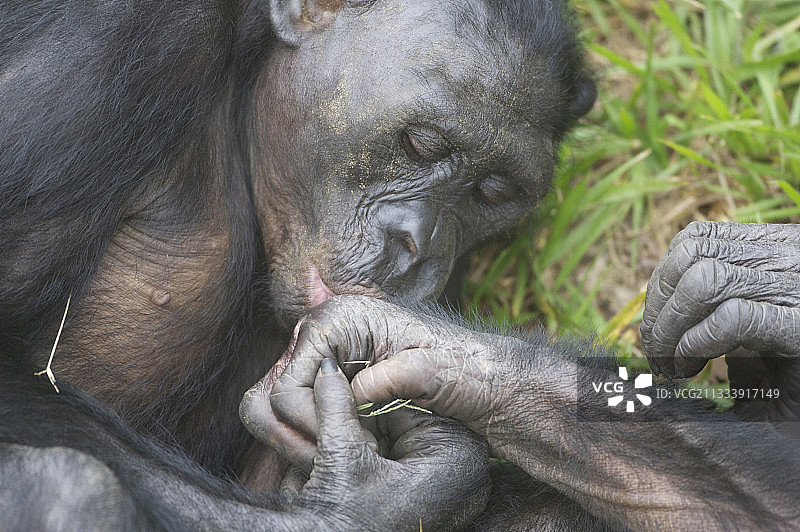 一只倭黑猩猩正在梳理它的同类的手图片素材