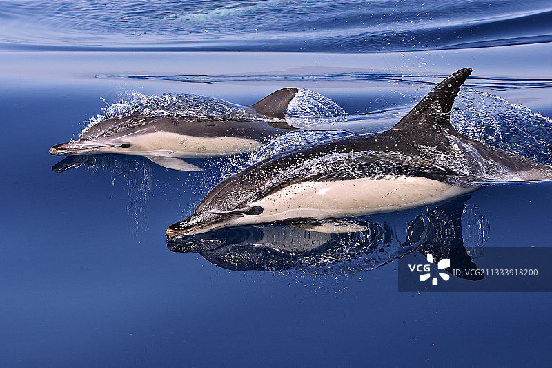 直布罗陀海峡常见的海豚图片素材