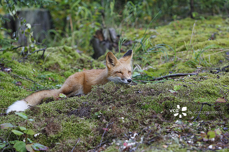 小红狐躺在苔藓上图片素材