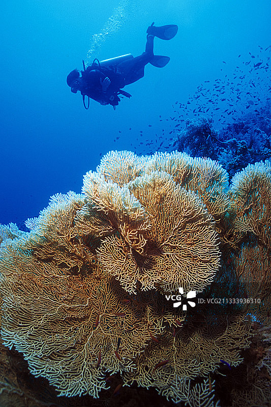 潜水员游过柳珊瑚海扇埃及红海图片素材